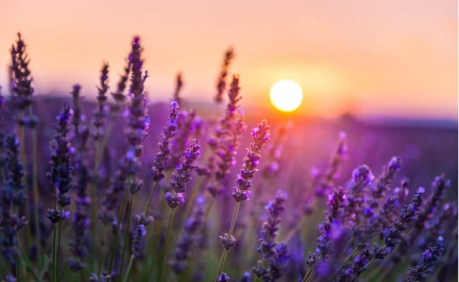 Your Ultimate Guide to Planting and Growing Aromatic Lavender - Sunset