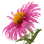 aster