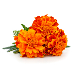 marigold