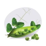 dwarf-pea