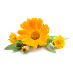 pot-marigold
