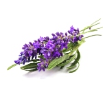 provence-lavender