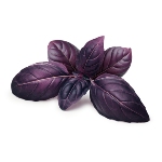 purple-basil