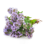 thyme