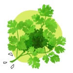 mooskrause-parsley